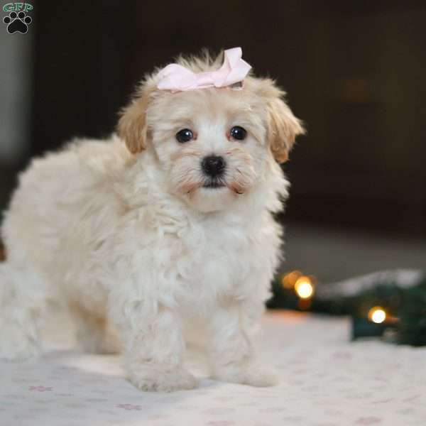 Clover, Havapoo Puppy